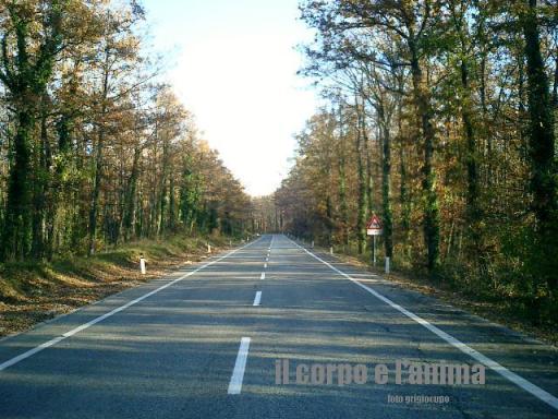 strada_alberi001.jpg (91086 byte)