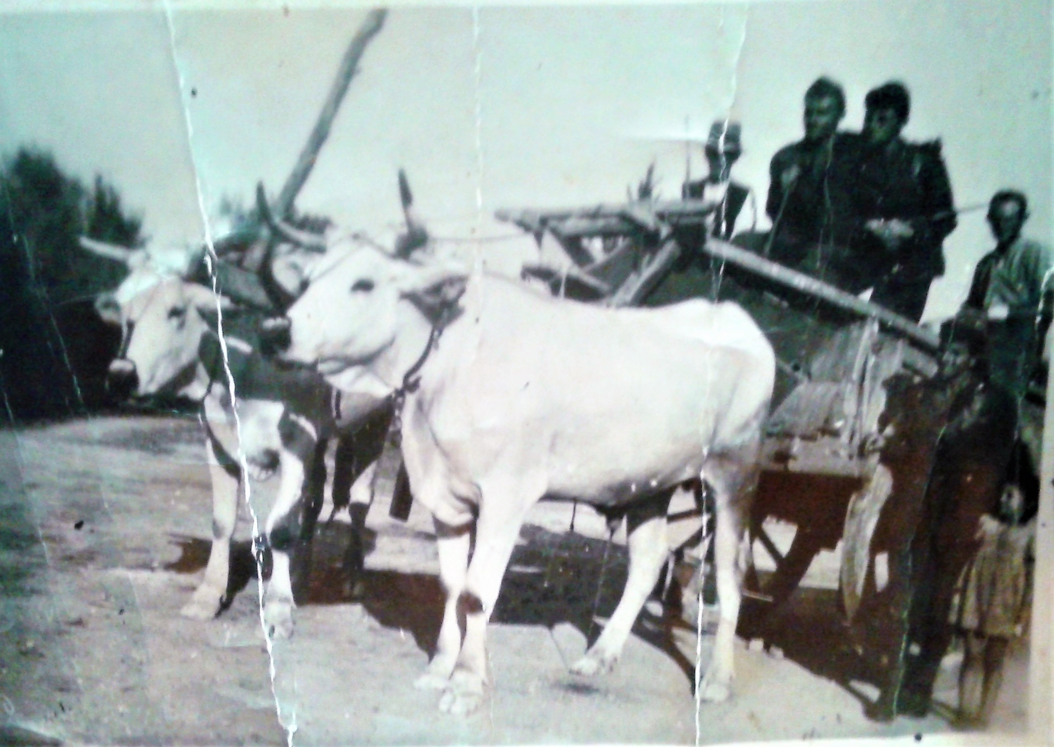 Sessano Archivio Tonino Ciullo