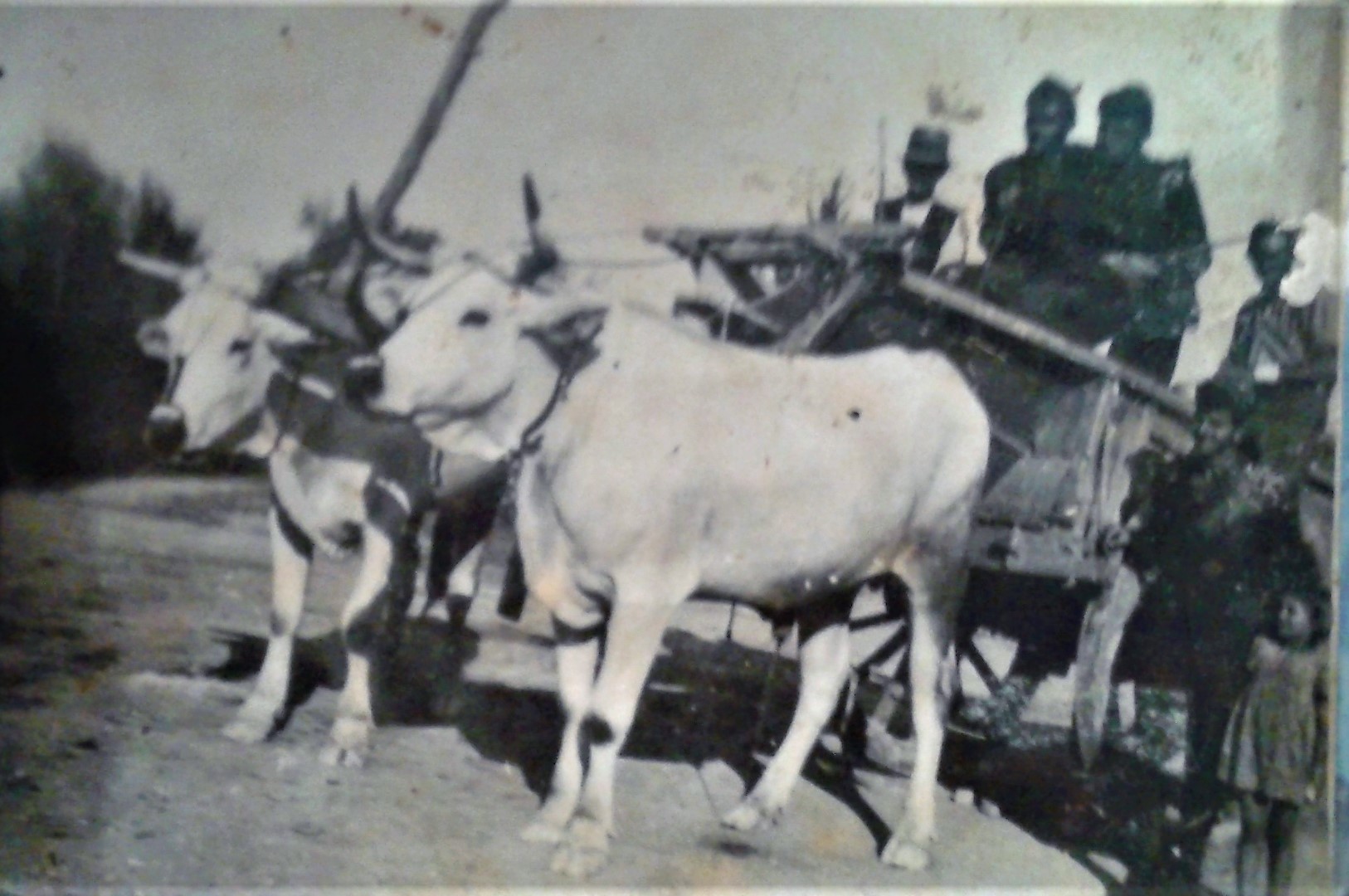 Sessano Archivio Tonino Ciullo